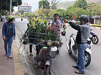 Người dân mua cây cảnh được bán ở đường Nguyễn Thái Học, phường 7, TP. Vũng Tàu.