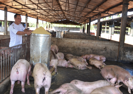 Giá heo tăng giúp người chăn nuôi đón Tết vui hơn. Trong ảnh: Chăn nuôi heo ở một trang trại ở xã Suối Rao, huyện Châu Đức.