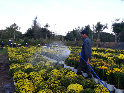 Công nhân Ban Quản lý công trình công cộng huyện Côn Đảo chăm sóc hoa chuẩn bị trưng bày tại Khu hoa xuân Mậu Tuất 2018.