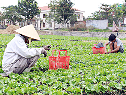 Nông dân trên địa bàn xã Tân Hải, huyện Tân Thành chăm sóc rau.