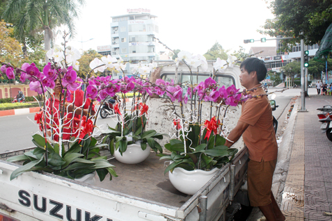 Nhân viên vườn lan Huệ Hoa Lan (đường Nguyễn Thái Học, TP.Vũng Tàu) chuyển hoa lên xe giao cho khách hàng.