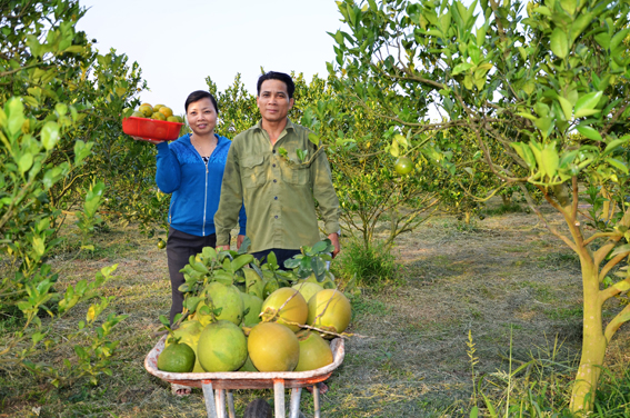 Vợ chồng anh Nguyễn Kim Trinh (xã Xuyên Mộc, huyện Xuyên Mộc) mỗi ngày hái gần 100kg bưởi da xanh, cam, quýt mang bán tại chợ Bà Tô (thị trấn Phước Bửu, huyện Xuyên Mộc).