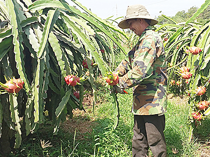 Thanh long là một trong những cây trồng mang lại hiệu quả kinh tế cao cho người dân xã nông thôn mới Bưng Riềng (huyện Xuyên Mộc).