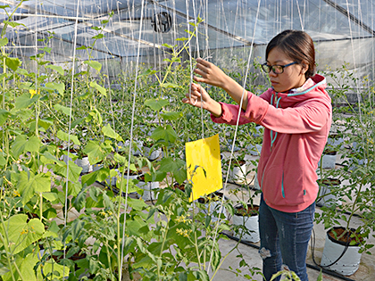 Nhân viên kỹ thuật kiểm tra tình trạng phát triển của rau tại trang trại Vifarm (TP.Vũng Tàu). Ảnh: CÁT TƯỜNG