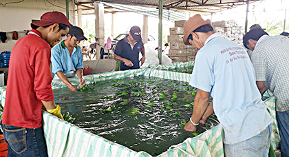 Nông dân ấp Bàu Hàm, xã Tân Lâm, huyện Xuyên Mộc làm sạch chuối xuất khẩu.