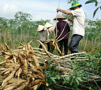 Nông dân xã Láng Dài thu hoạch mì.