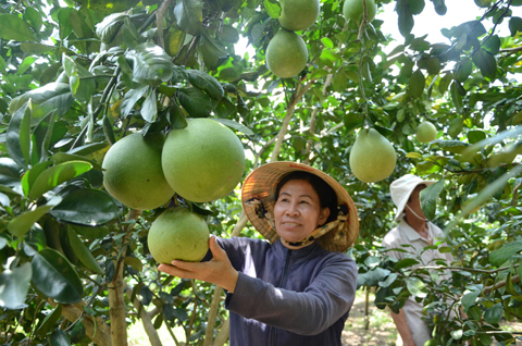 Bưởi da xanh là một trong số các loại nông sản của BR-VT có chất lượng tốt có thể xuất khẩu. Trong ảnh: Nông dân xã Sông Xoài, huyện Tân Thành thu hoạch bưởi da xanh. Ảnh: QUANG VŨ