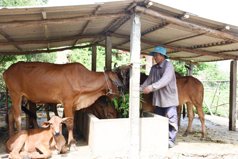 Nhờ được vay vốn để chăn nuôi bò, gia đình ông Trần Văn An (ấp Hội Mỹ, xã Phước Hội, huyện Đất Đỏ) đã vươn lên thoát nghèo.