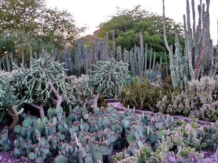 Ở vườn bách thảo sa mạc Desert Botanical, xương rồng là  loài cây chính. 