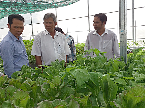 Mô hình trồng rau thủy canh hồi lưu của Công ty TNHH Nông nghiệp sạch Sao Mai.