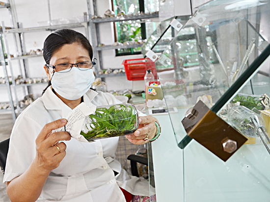 Nhân giống, cây mô hoa lan tại vườn lan Minh Ngân  (thuộc HTX nông nghiệp kỹ thuật cao Long Mỹ). Ảnh: ĐÔNG HIẾU