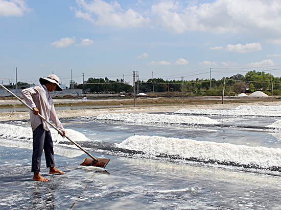 Diêm dân xã An Ngãi, huyện Long Điền thu hoạch muối.