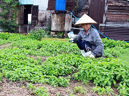 Nhiều nông dân xã Tân Hải ngại xuống giống vụ rau mới do giá giảm mạnh.