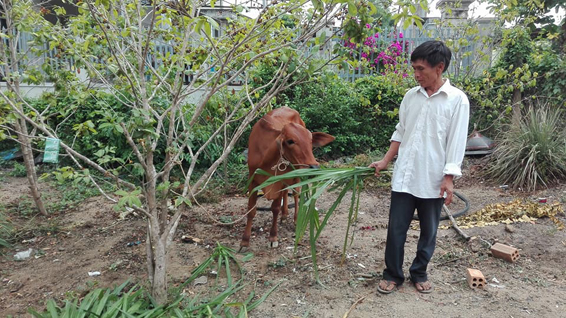 Ông Huỳnh Luôn (xã Phước Tân, huyện Xuyên Mộc) bên  con bò giống được trao tặng.