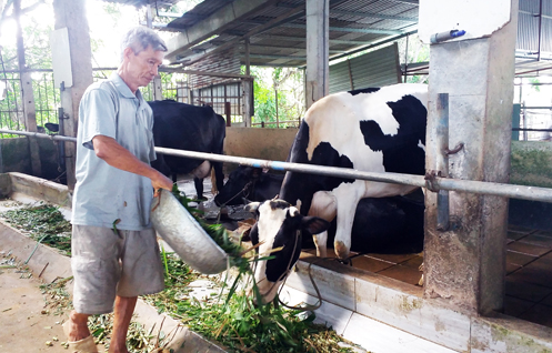 Giá sữa giảm, đầu ra khó khăn nên đàn bò sữa ở xã Châu Pha ngày càng giảm. Trong ảnh: Ông Đinh Nam Định chăm sóc đàn bò sữa của gia đình.