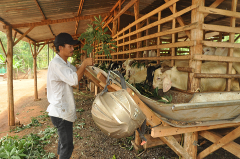 Nhờ vốn hỗ trợ từ nguồn vốn tín dụng chính sách,  gia đình anh Phạm Minh Tú  (xã Bình Ba) đã thoát nghèo, ổn định cuộc sống.