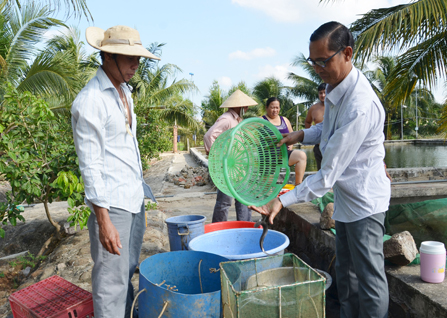 Kỹ sư  Phan Văn Hùng, Chủ tịch HĐQT HTX nuôi cá Suối Giàu (bên phải), phân loại con giống cá chình để xuất bán. Ảnh: Đinh Hùng