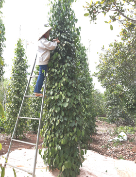 Hồ tiêu là cây trồng được xây dựng cánh đồng lớn. Trong ảnh: Thu hoạch hồ tiêu tại vườn bà Nguyễn Thị Minh, thôn Bình Sơn, xã Đá Bạc, huyện Châu Đức.