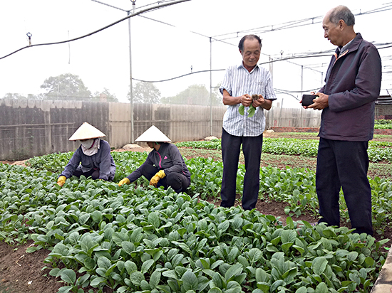 Ông Phùng Văn Thu (đứng, bên trái) giới thiệu cho khách tham quan vườn về quá trình sinh trưởng của rau cải ngọt.