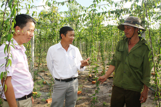 Cán bộ xã Phước Hội tham quan và trao đổi với anh Thiềm Văn Dễ (bìa phải) về mô hình trồng khoai mài trên đất cát.