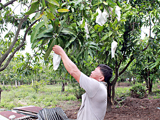 Ông Nguyễn Trọng Long, ấp Bình Thắng, xã Bình Châu bảo vệ trái xoài bằng cách bọc bằng bao giấy