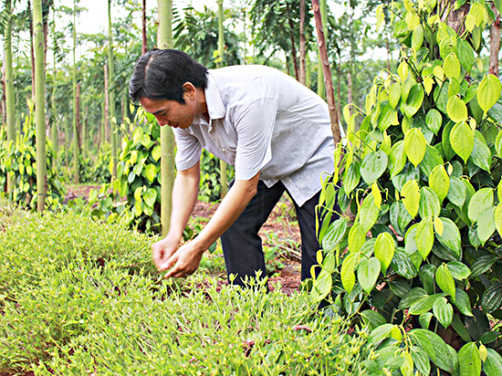 Anh Lâm Ngọc Nhâm với mô hình trồng hoa dại thu hút thiên địch trong vườn hồ tiêu. Ảnh: QUANG VINH 