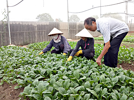 Chăm sóc rau an toàn tại HTX rau sạch Sunny Farm.