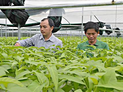 Mô hình trồng rau thủy canh giúp tiết kiệm đất và diện tích, lại cách ly được với nguồn sâu bệnh và nước ô nhiễm.