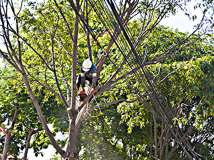 Công nhân Công ty CP Phát triển công viên cây xanh và đô thị Vũng Tàu mé nhánh, tỉa cành, hạ độ cao các cây xanh trên tuyến đường Lê Lợi, TP.Vũng Tàu.