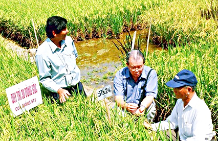 GS-TS Võ Tòng Xuân (ngồi giữa) và kỹ sư Hồ Quang Cua (đứng bên trái) thăm đồng lúa Sóc Trăng.