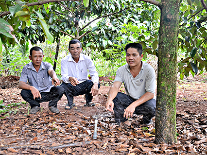 Anh Nguyễn Thanh Tùng (bìa phải, ở ấp Bàu Sen, xã Xà Bang, huyện Châu Đức) đã đầu tư hệ thống tưới nước tiết kiệm cho 1,4ha trồng măng cụt và sầu riêng của gia đình.