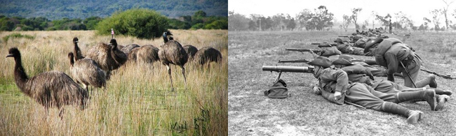 Một đàn chim emu ở Australia năm 2017 và lính Australia huấn luyện với súng máy Lewis năm 1930. 