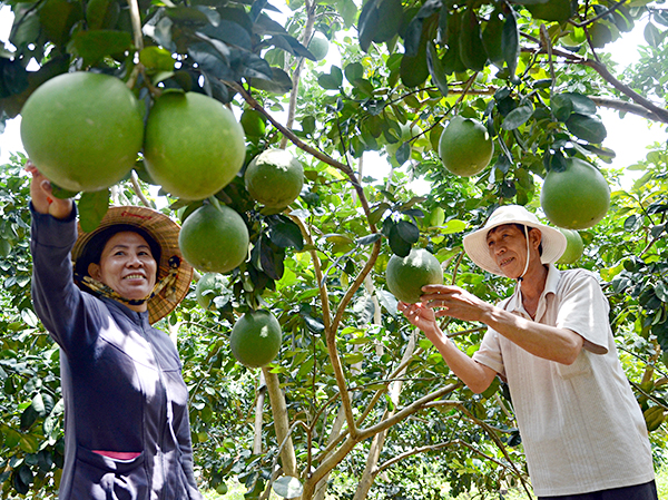 Mô hình trồng bưởi da xanh tại xã Sông Xoài, TX.Phú Mỹ đem lại hiệu quả kinh tế cao, góp phần nâng cao đời sống nông dân địa phương.       Ảnh: QUANG VŨ