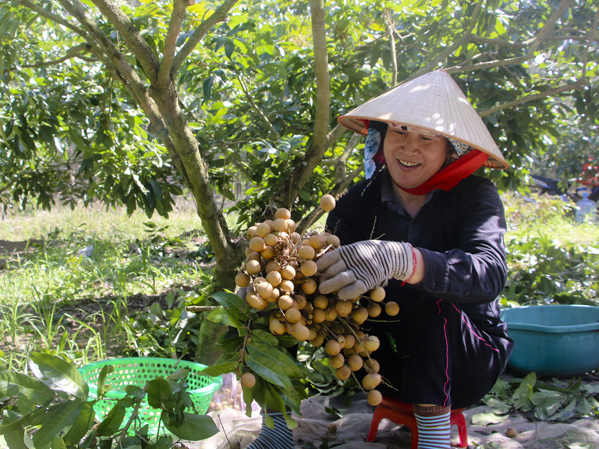 Thu hoạch nhãn tại vườn nhãn của gia đình anh Nguyễn Văn Phúc (ấp 5, xã Hòa Hội, huyện Xuyên Mộc).