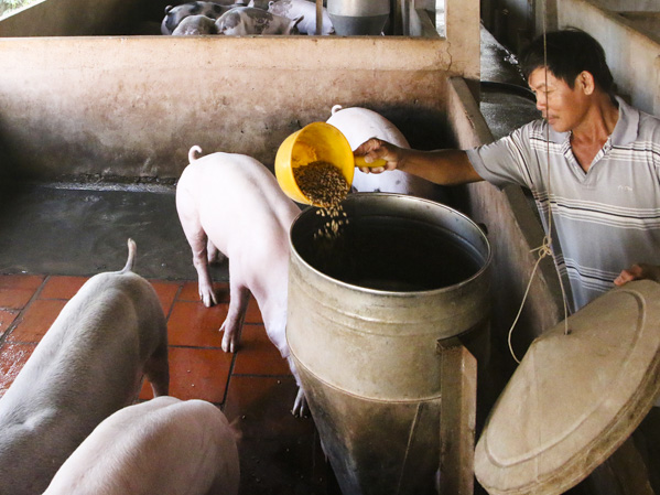 Mô hình nuôi heo của gia đình ông Nguyễn Ngọc Phúc (ấp Nhân Tâm, xã Xuyên Mộc, huyện Xuyên Mộc).