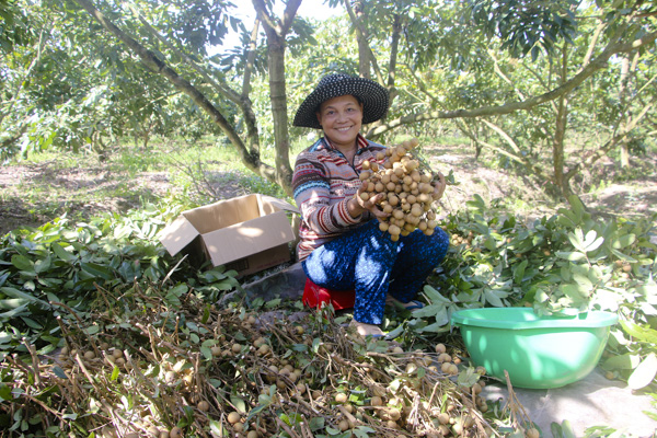 Thu hoạch nhãn tại vườn nhãn của gia đình anh Nguyễn Văn Phúc (ấp 5, xã Hòa Hội, huyện Xuyên Mộc).