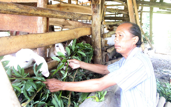 Gia đình ông Trần Văn Lập (dân tộc Tày, ở ấp Phú Lộc, xã Hòa Hiệp, huyện Xuyên Mộc) được hỗ trợ dê giống để phát triển sản xuất. 