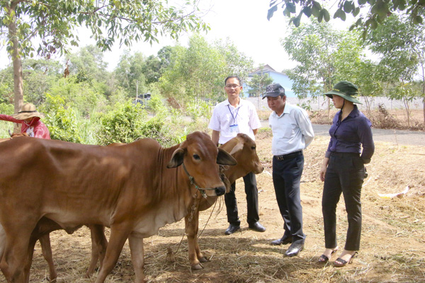 Đoàn khảo sát Ban Văn hóa-xã hội HĐND tỉnh khảo sát tình hình chăn nuôi bò giống của hộ đồng bào DTTS  tại TX. Phú Mỹ. 