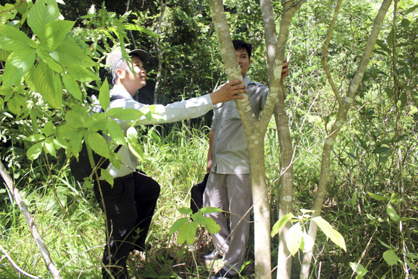 Lực lượng chức năng kiểm tra tình trạng phát triển của cây mới trồng tại khu vực núi Minh Đạm, huyện Đất Đỏ.