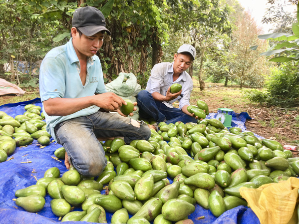 Thương lái từ Bà Rịa thu mua bơ tại ấp Liên Sơn, xã Xà Bàng, huyện Châu Đức.