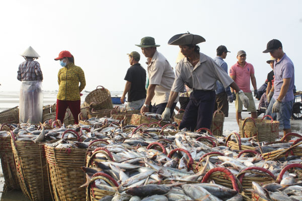 Ngư dân Long Hải phân loại hải sản và vận chuyển lên bờ.