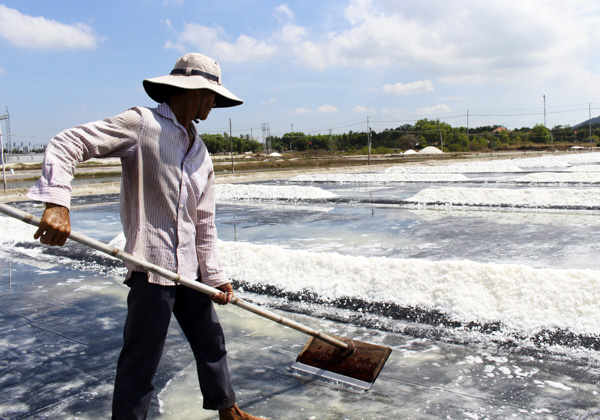 Diêm dân xã An Ngãi thu hoạch muối.