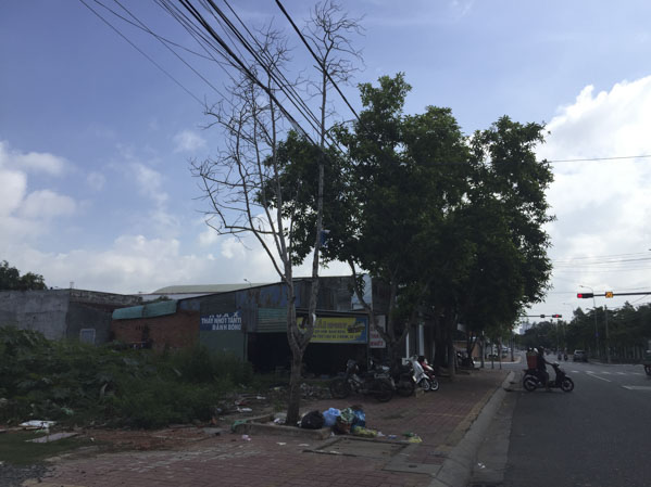 Cây trên đường Nguyễn Hữu Thọ, phường Phước Hiệp,  TP.Bà Rịa đã chết nhưng chậm được trồng thay thế.