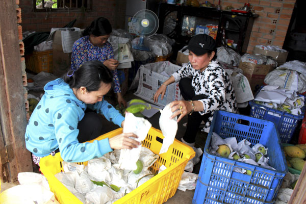 Thương lái đóng gói xoài xuất khẩu tại xã Bình Châu, huyện Xuyên Mộc.