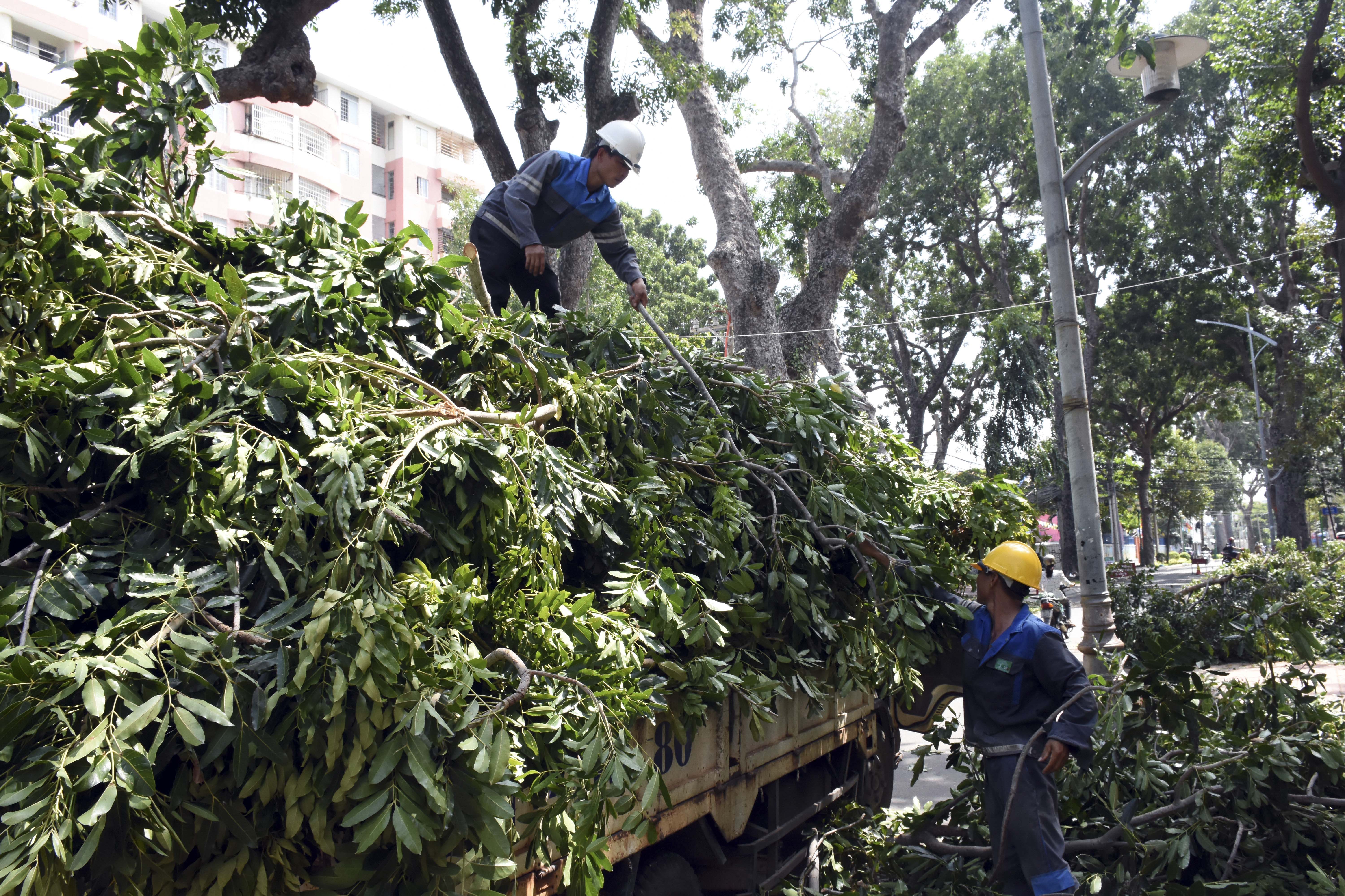 Công nhân Công ty CP Phát triển Công viên cây xanh và Đô thị Vũng Tàu dọn dẹp cây xanh sau khi cắt tỉa trên đường Nguyễn Du, TP. Vũng Tàu.