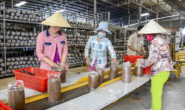 Người lao động đóng gói sản phẩm tại cơ sở nấm linh chi Ông Tiên thuộc  Công ty TNHH Nông nghiệp Công nghệ cao U.S Farm (xã Láng Lớn, huyện Châu Đức).