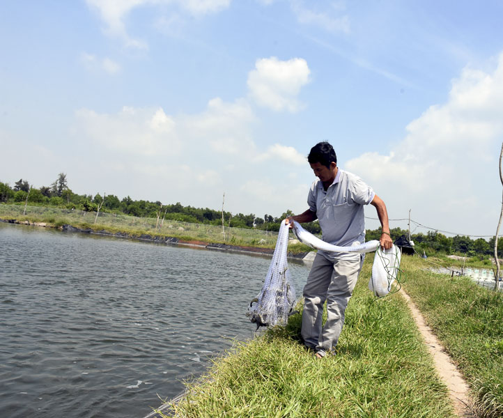 Ông Lê Trọng Nghĩa thu hoạch tôm.