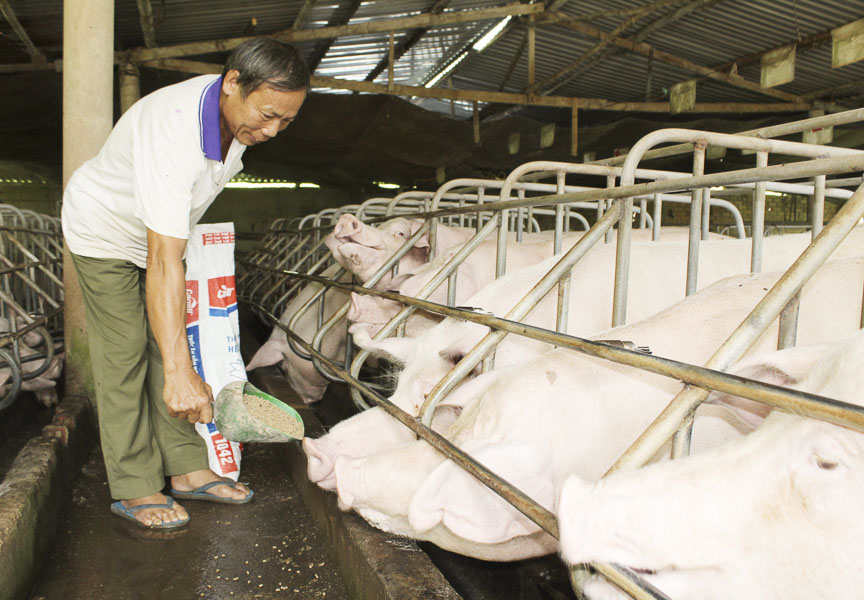 CCB Hoàng Xuân Vinh (ấp Tân Xuân, xã Bàu Chinh, huyện Châu Đức) chăm sóc đàn heo của gia đình.