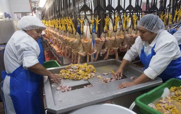 Nhân viên chế biến vịt tại trang trại vịt ở Ferndale, New York. (Ảnh: AFP)