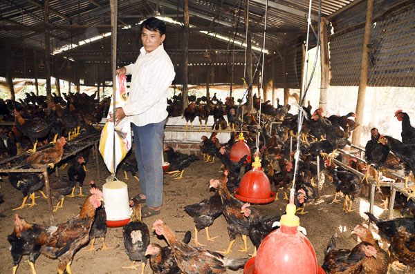 Nhiều người chăn nuôi đã tăng đàn để phục vụ thị trường Tết. Trong ảnh: Anh Nguyễn Văn Sơn, xã Láng Lớn, huyện Châu Đức chăm sóc đàn gà của gia đình.